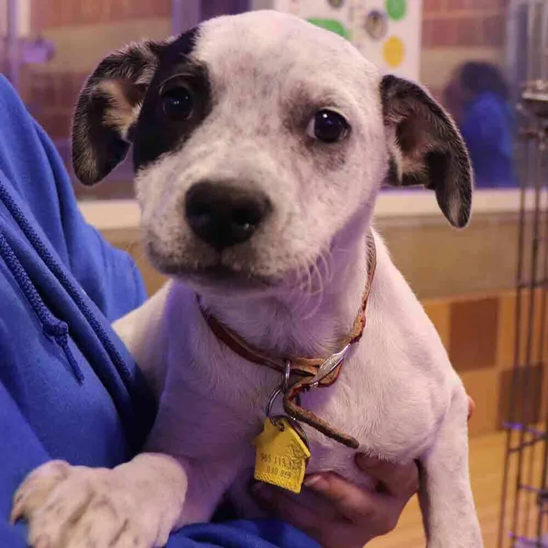 A baby small-sized female Mixed Breed dog named Skittles for adoption in Port Washington, NY
