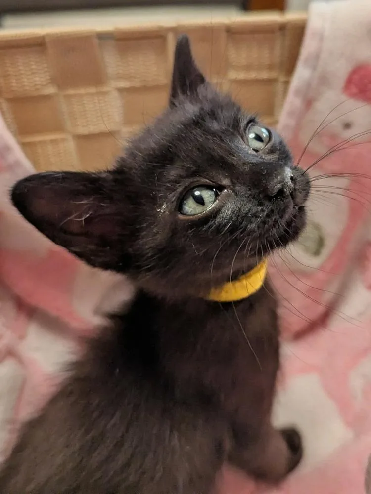 A baby small-sized female Black Domestic Short Hair cat named Sand Dollar for adoption in WARNER ROBINS, GA