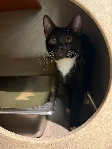 A baby small-sized female Domestic Short Hair cat named Susie Slingshot for adoption in Washington, DC