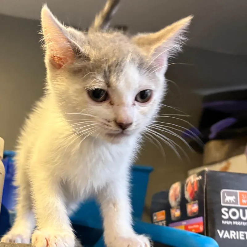 A young medium-sized female Gray / Blue / Silver Domestic Short Hair cat named Kit Wilson for adoption in Fredericksburg, VA