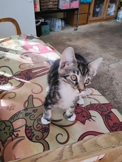 A baby small-sized male Black & White / Tuxedo Domestic Short Hair cat named Tippy for adoption in Crescent City, FL