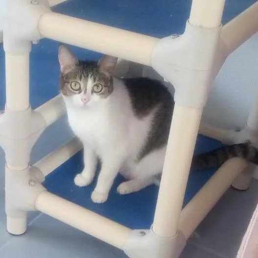 An adult small-sized female Brown / Chocolate Domestic Short Hair cat named Bridget for adoption in Casa Grande, AZ
