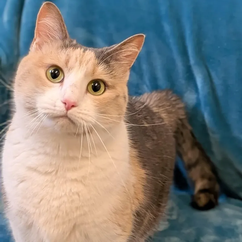 An adult large-sized female White Domestic Short Hair cat named Margo  see my for adoption in Springfield, MA