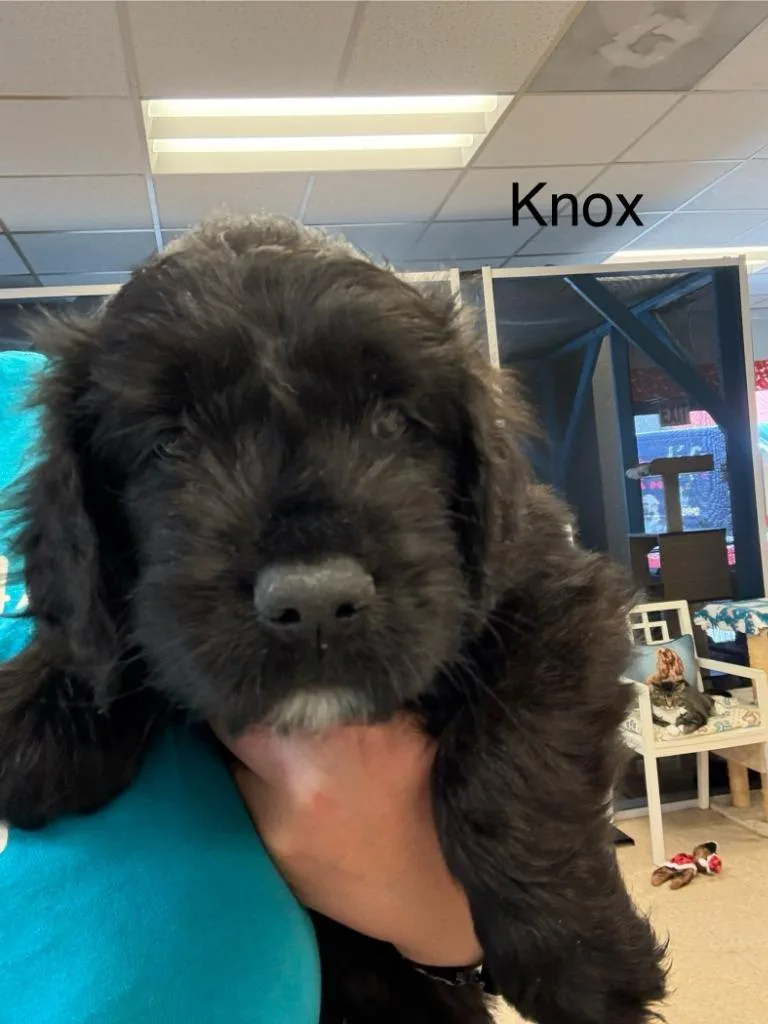 Knox