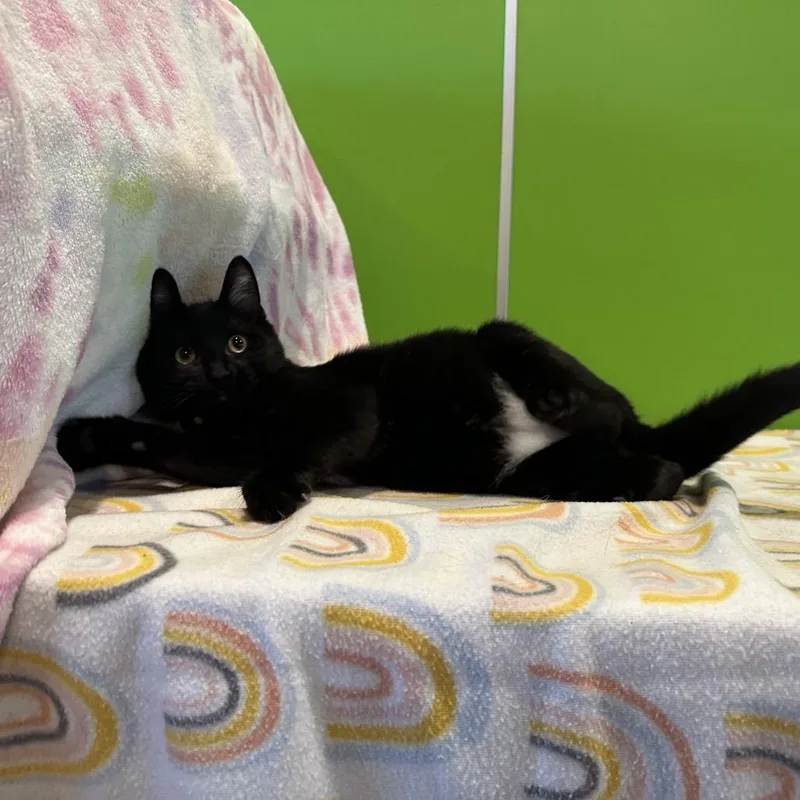 Sinister Seymour thumbnail 2