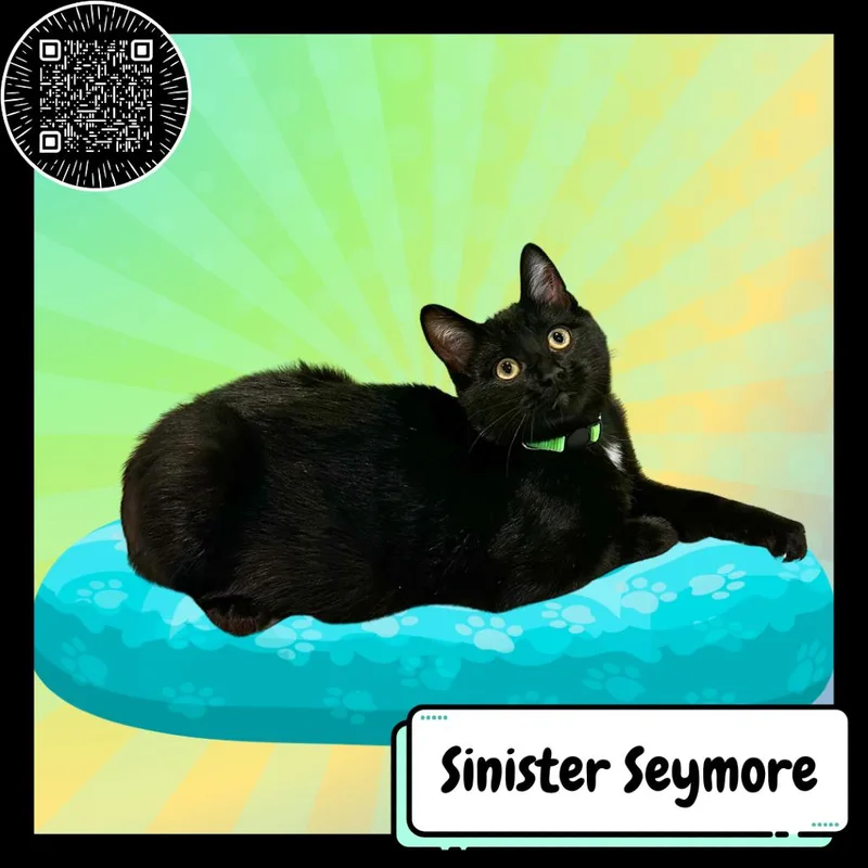 Sinister Seymour thumbnail 3