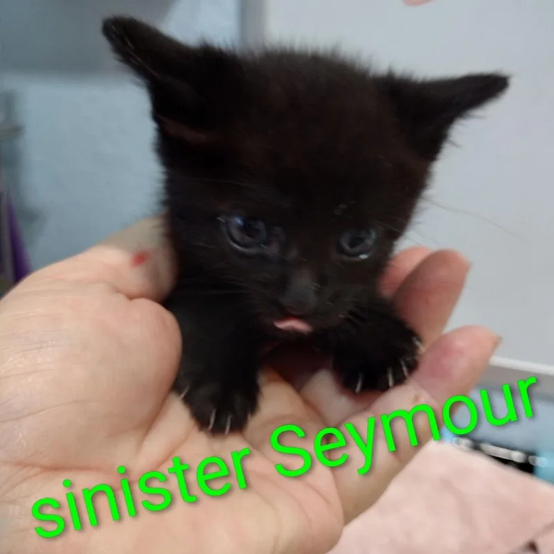 Sinister Seymour thumbnail 4