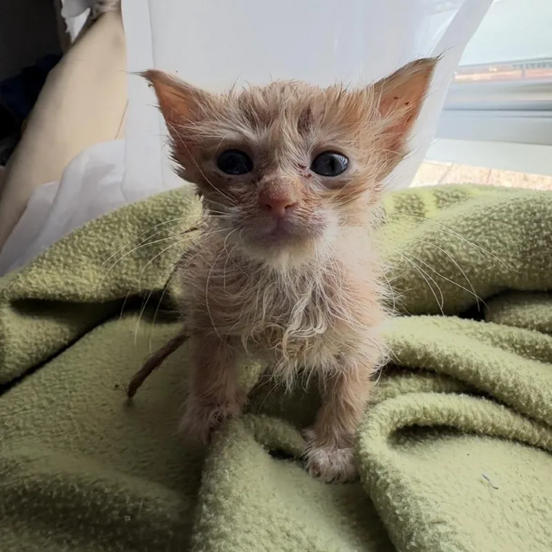 A baby small-sized male Orange / Red Domestic Short Hair cat named Ambrosia for adoption in Kanab, UT