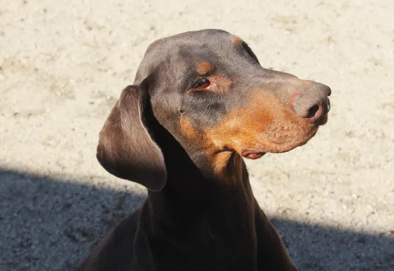 An adult large-sized male Red / Chestnut / Orange Doberman Pinscher dog named Dozier for adoption in Yucca Valley, CA