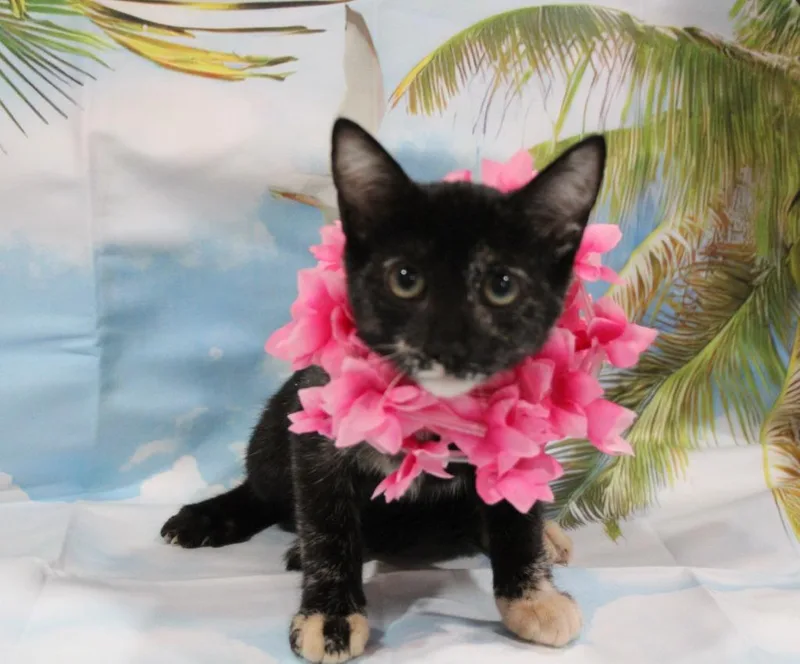 A baby medium-sized female Domestic Short Hair cat named Hana lei for adoption in Vacaville, CA