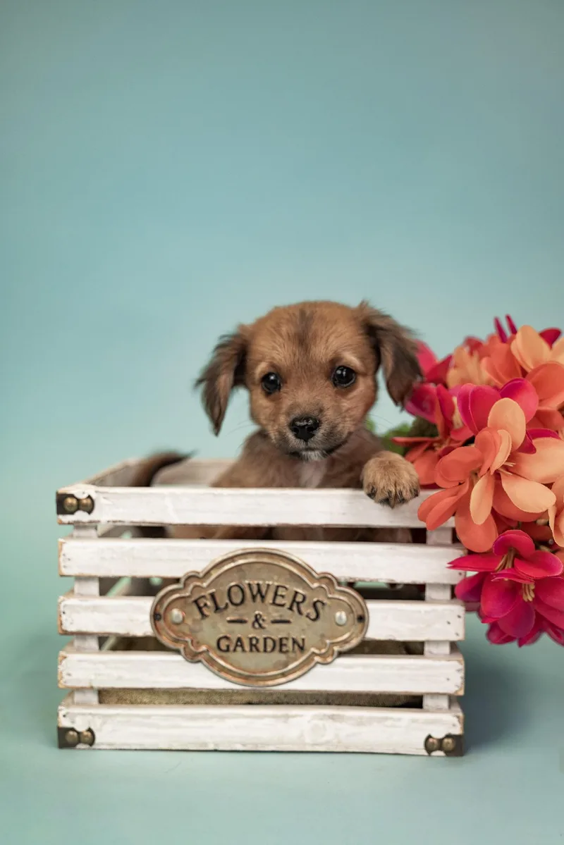 A baby small-sized female Chihuahua dog named 596-26 for adoption in Brighton, CO