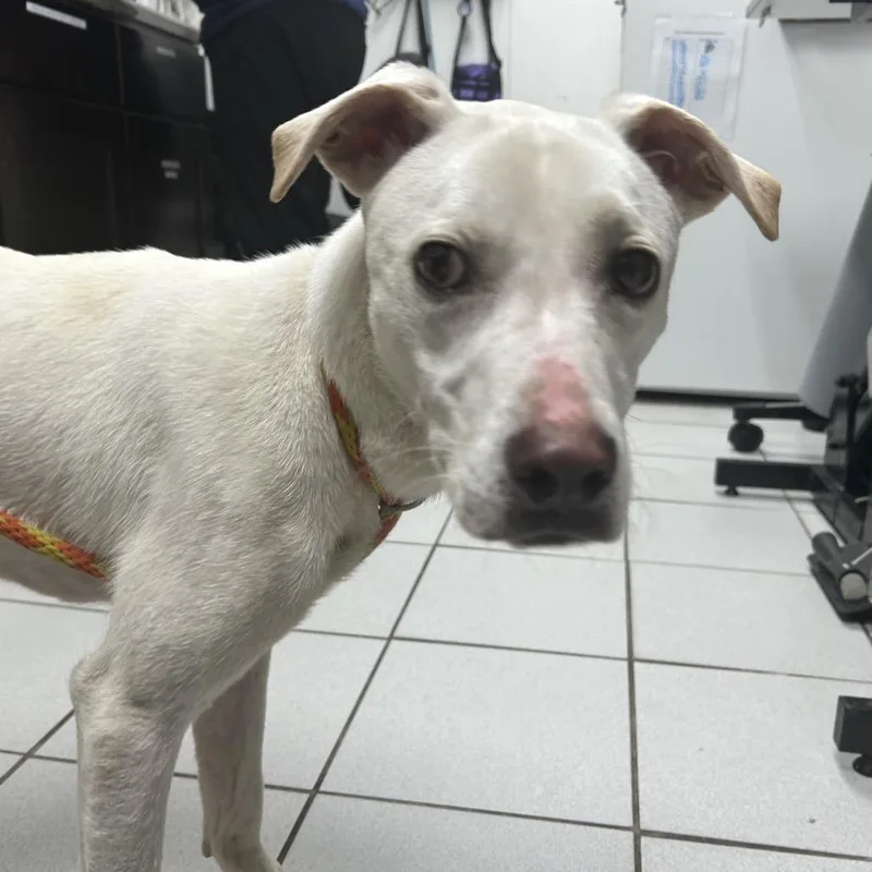 A young medium-sized male White / Cream Labrador Retriever dog named Benny for adoption in Newark, NJ
