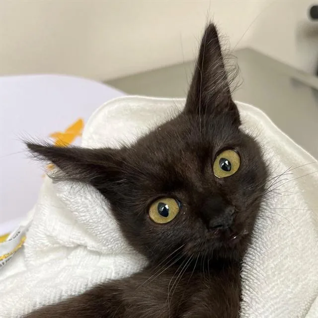 A baby small-sized female Domestic Short Hair cat named Paula for adoption in Naples, FL