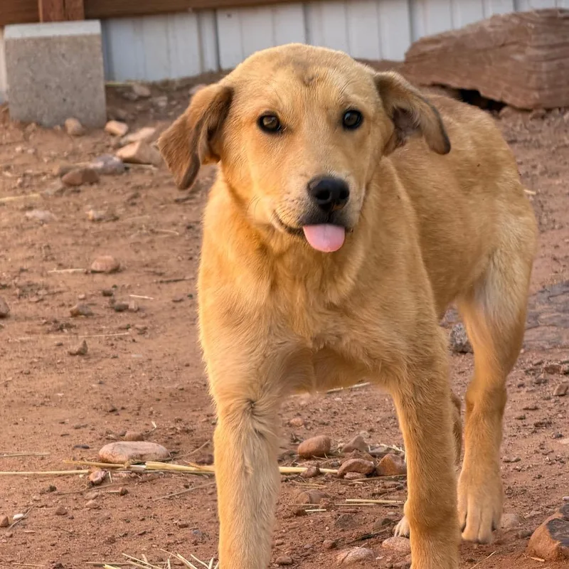 A young medium-sized female Brown / Chocolate Mixed Breed dog named Wiggly for adoption in Moab, UT