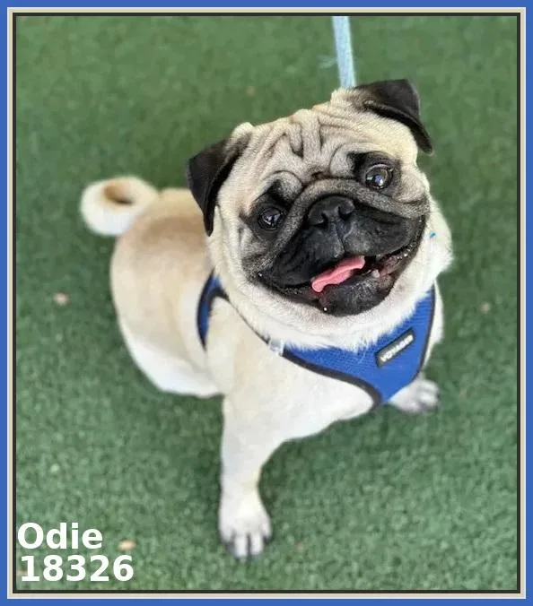 A young small-sized male Black Pug dog named Odie for adoption in Marietta, GA
