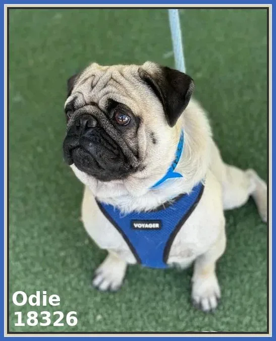 Odie thumbnail 2