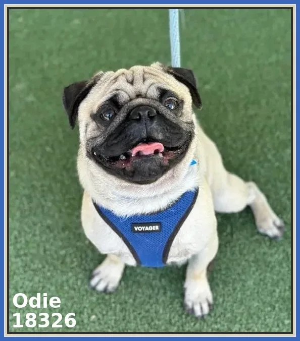 Odie thumbnail 3