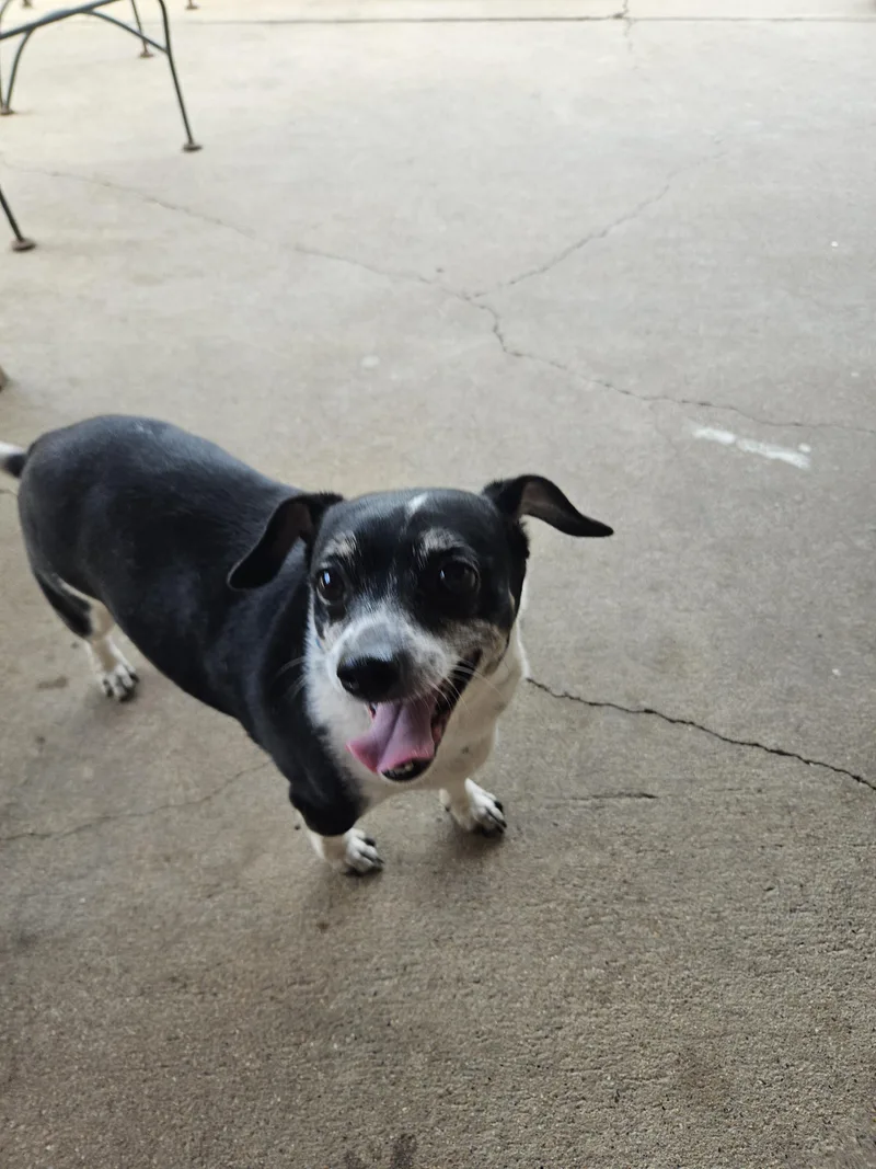 An adult small-sized male Black Chihuahua dog named Flounder for adoption in Plano, TX