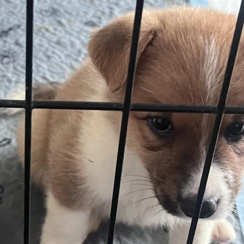 A baby large-sized female Yellow / Tan / Blond / Fawn Mixed Breed dog named Fiona for adoption in Leander, TX