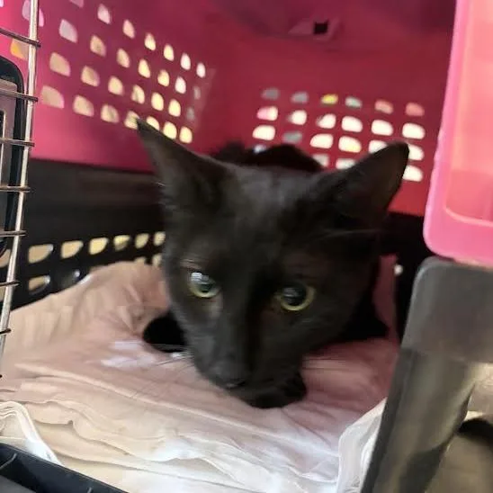 An adult medium-sized female Black Domestic Short Hair cat named Bubbles for adoption in Fairport, NY
