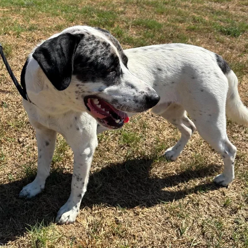 A young large-sized male White / Cream Dalmatian dog named Tapas for adoption in Hackett, AR