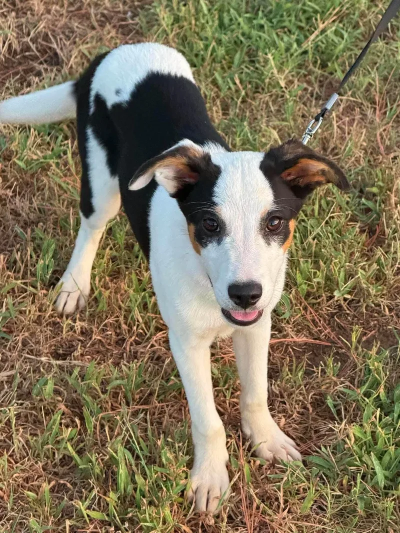 A young small-sized female Terrier dog named Meadow for adoption in Cleveland, OK