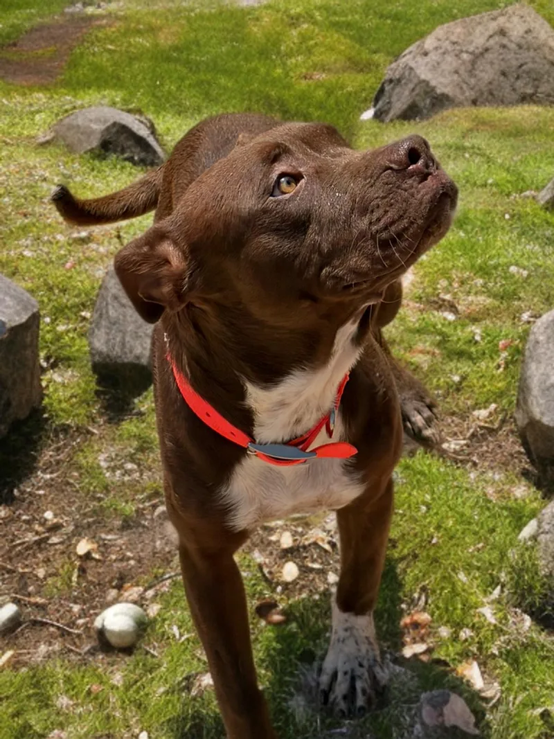 An adult medium-sized male Brown / Chocolate American Staffordshire Terrier dog named Philly for adoption in Kingman, AZ