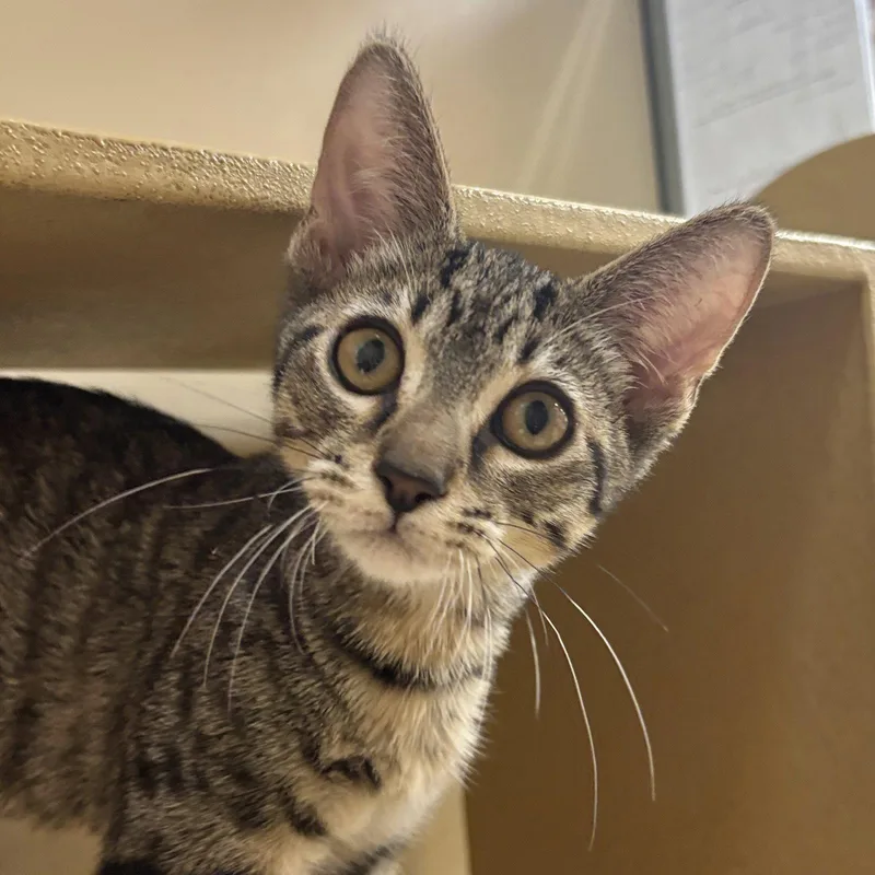A baby medium-sized male Domestic Short Hair cat named Toby for adoption in Sonora, CA