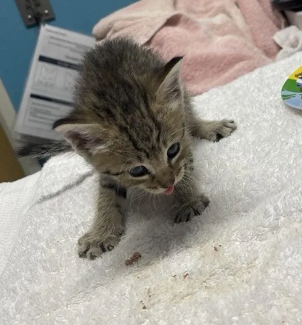 A baby small-sized female Domestic Short Hair cat named Nikita for adoption in Escondido, CA