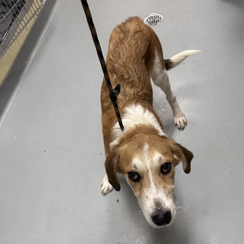 A baby medium-sized male Yellow / Tan / Blond / Fawn Mixed Breed dog named Nsync for adoption in Asheville, NC