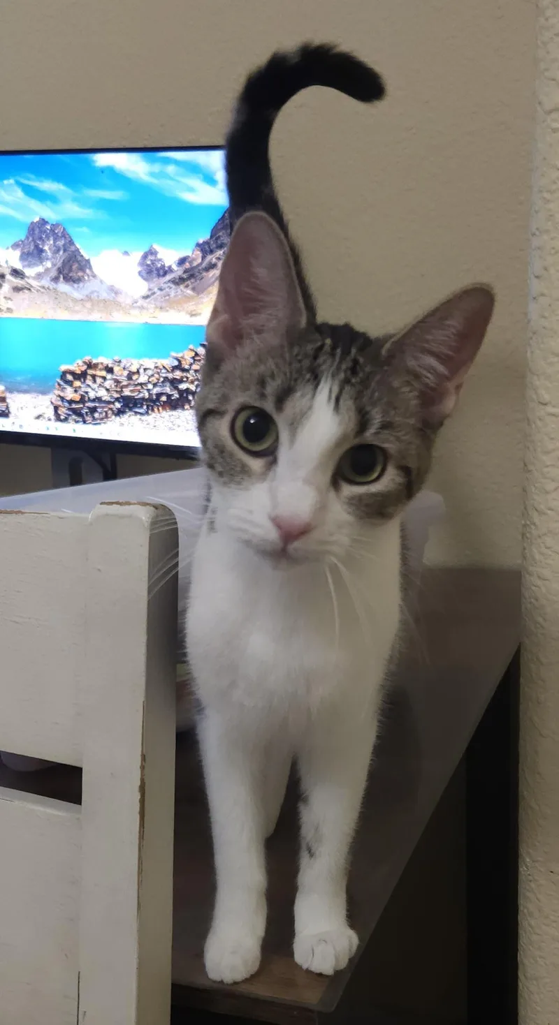 A baby small-sized female Tabby (Gray / Blue / Silver) Tabby cat named Sasha for adoption in Gilbert, AZ