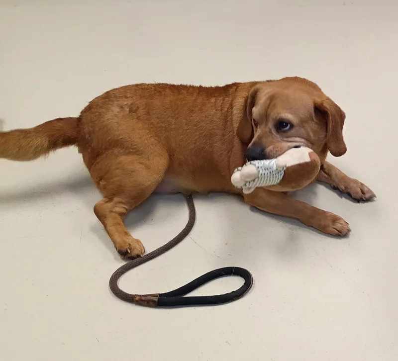 An adult medium-sized male Beagle dog named Scrappy for adoption in Springfield, OH