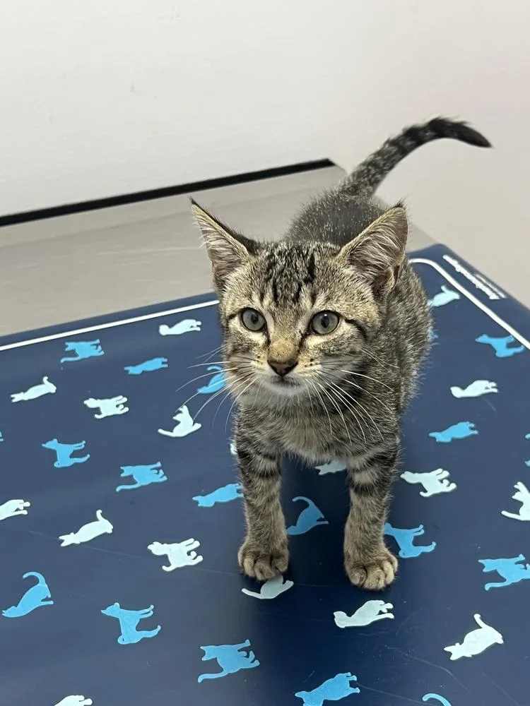 A baby small-sized male Brown / Chocolate Domestic Short Hair cat named Larkin for adoption in Orlando, FL