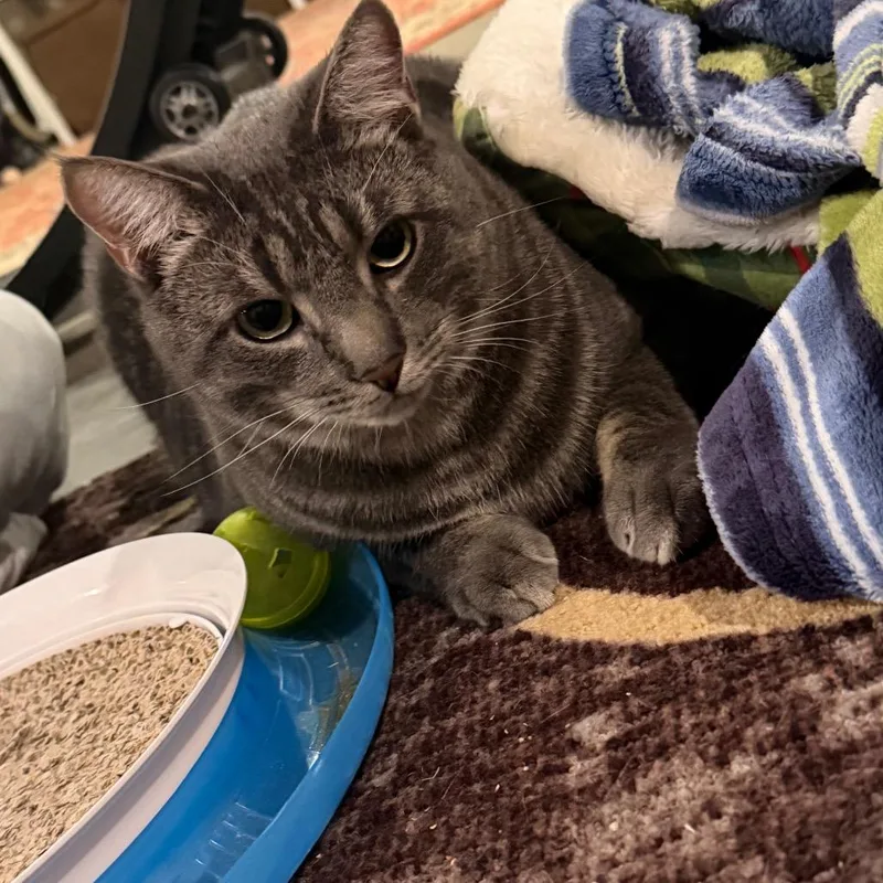 Reese's Puffs thumbnail 2