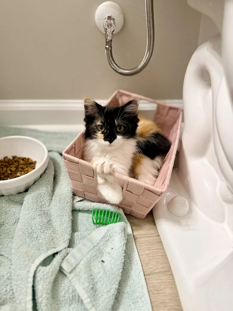 A young medium-sized female Domestic Long Hair cat named Kahoots for adoption in Camden, SC
