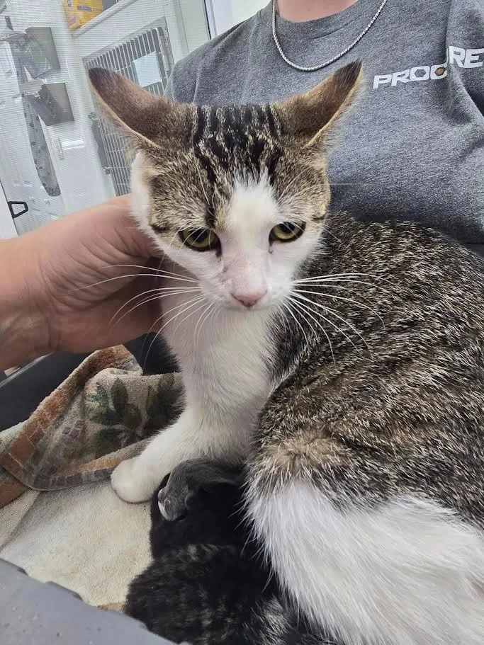 An adult large-sized female Domestic Short Hair cat named Lyric for adoption in Glenfield, NY