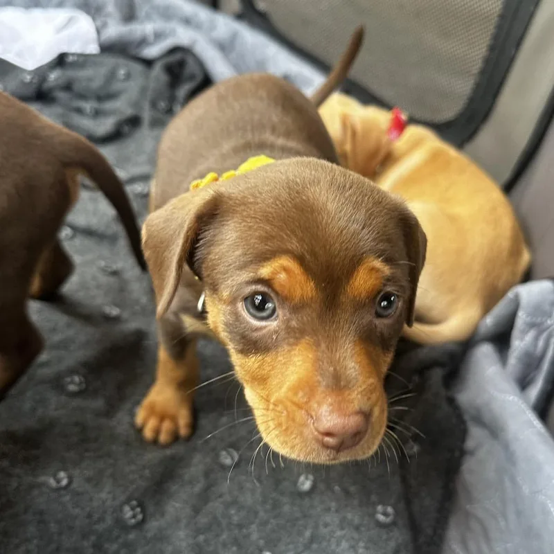 A baby large-sized female Brown / Chocolate Pit Bull Terrier dog named Hailey for adoption in Tampa, FL