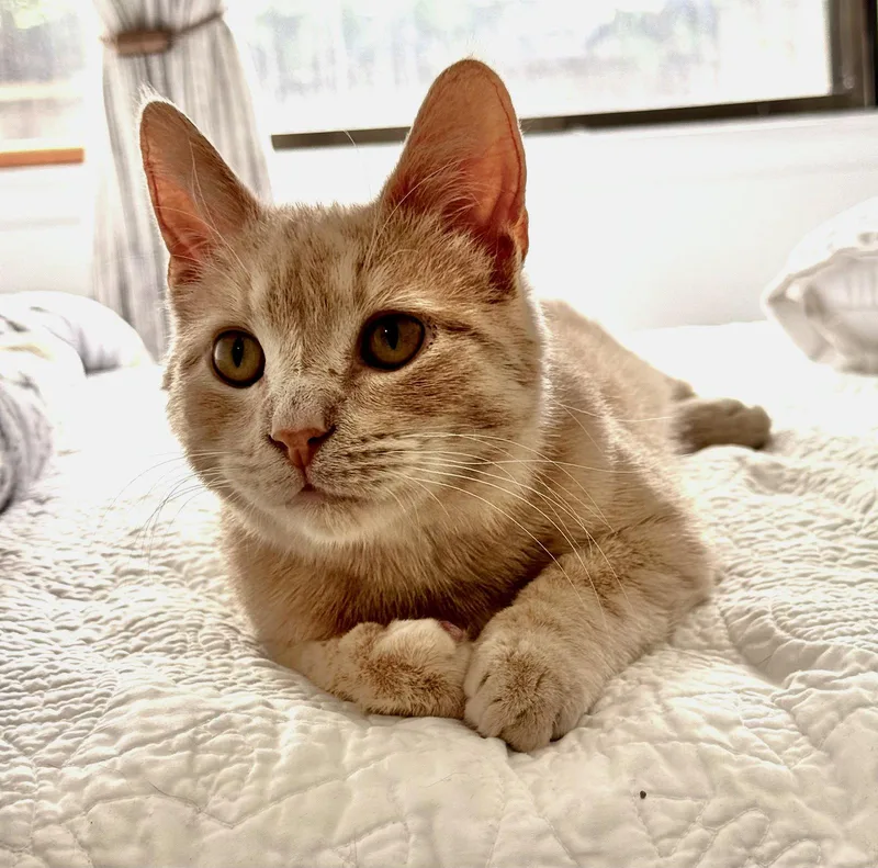A young medium-sized male Buff / Tan / Fawn Domestic Short Hair cat named Murray Mashed Potatoes for adoption in Reston, VA