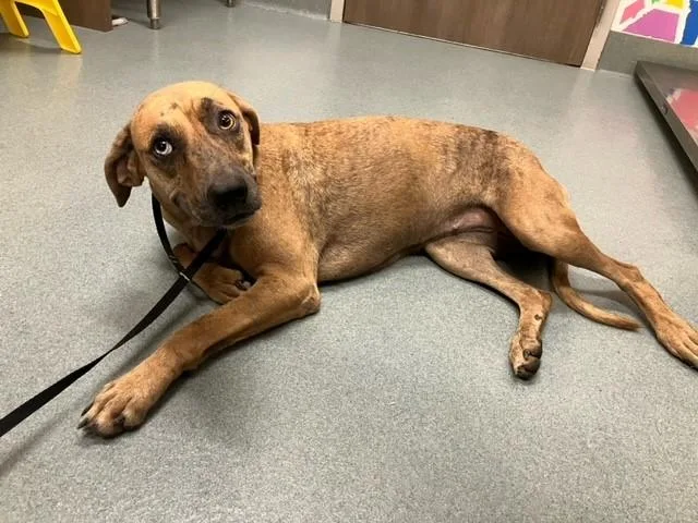 A young small-sized female Black Mouth Cur dog named Epona for adoption in Baytown, TX