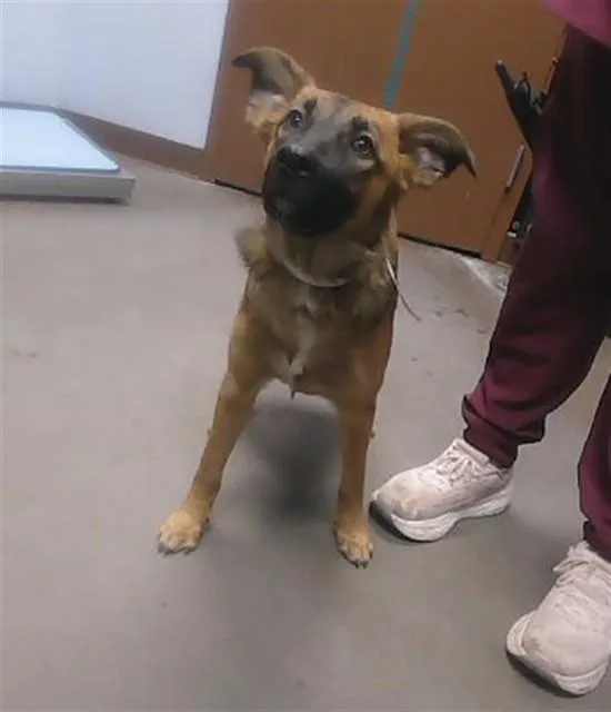 A young large-sized female German Shepherd Dog dog named Swiggly for adoption in Phoenix, AZ