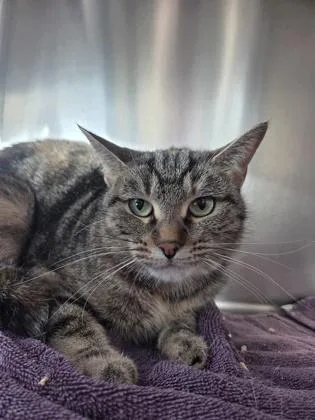 An adult medium-sized female Domestic Short Hair cat named Glinda for adoption in Westland, MI