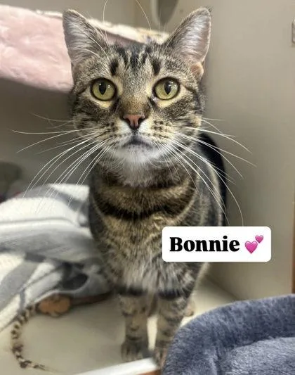 Bonnie