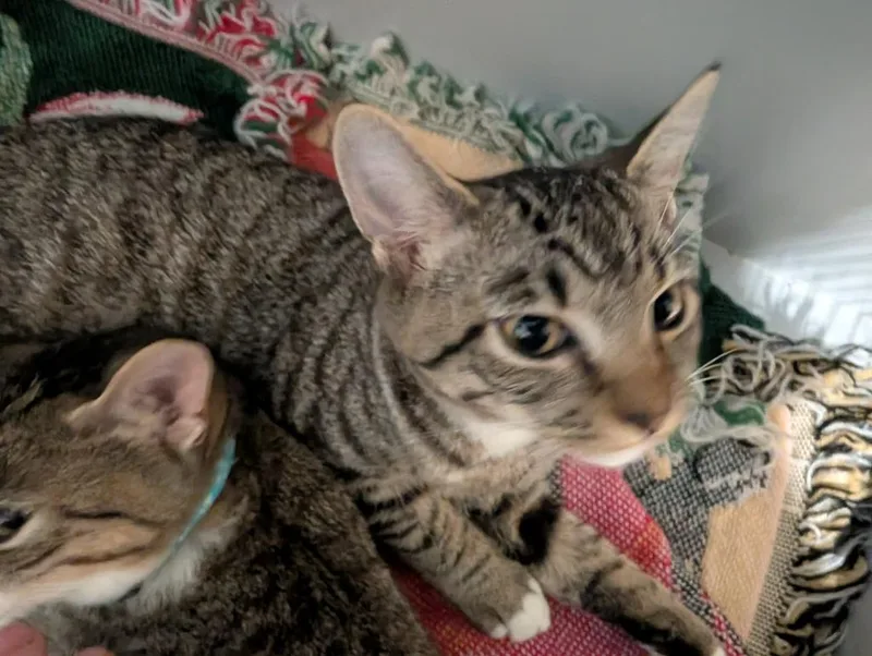 A baby small-sized female Domestic Short Hair cat named Bellatrix for adoption in Sidney, NY