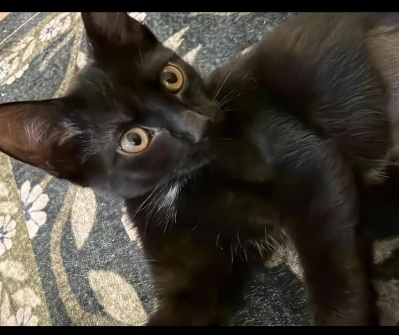 A baby small-sized female Domestic Medium Hair cat named Lena for adoption in Lockport, IL