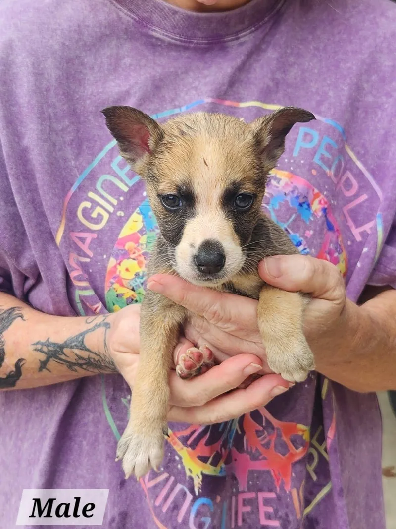 A baby medium-sized male Terrier dog named Beers for adoption in Royal Palm Beach, FL