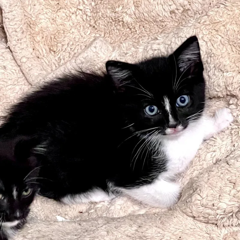 A baby small-sized male Black Domestic Short Hair cat named Waffles for adoption in Coos Bay, OR