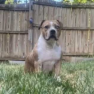 An adult medium-sized female American Staffordshire Terrier dog named Angel Food Cake for adoption in Midlothian, VA
