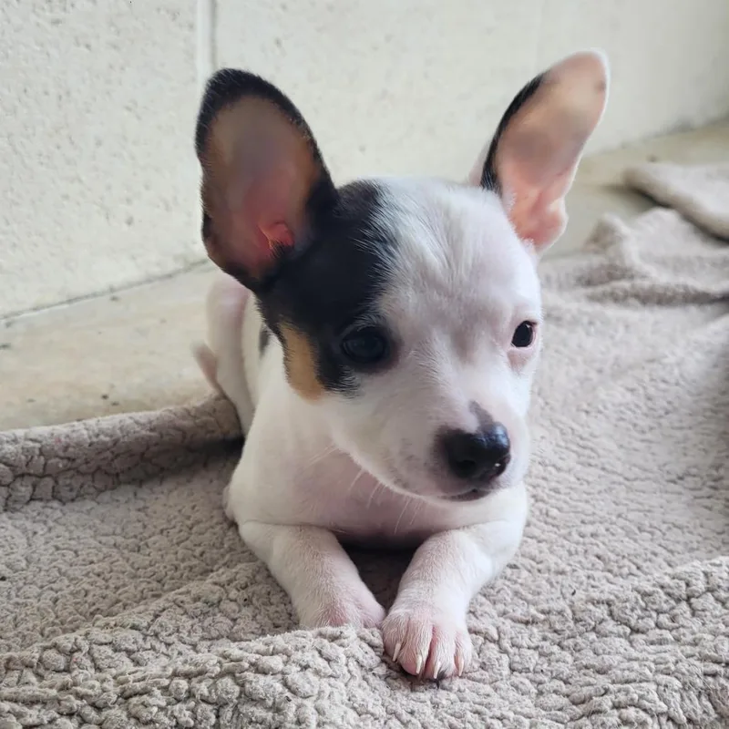 Evie