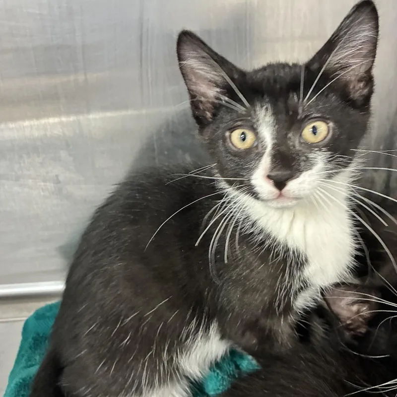 A baby small-sized male Black American Shorthair cat named Daffy for adoption in Natick, MA