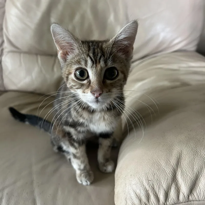 A baby small-sized female Tabby (Brown / Chocolate) Domestic Short Hair cat named Sunny for adoption in Indianapolis, IN